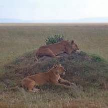 Lazy Lionesses